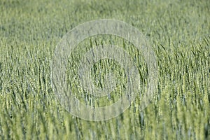 beautiful green unripe rye cereals in the summer