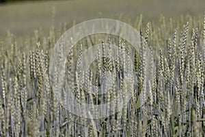 beautiful green unripe rye cereals in the summer