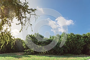 Beautiful green urban park grassy lawn in Irving, Texas, USA