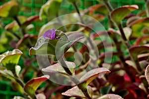 Beautiful, green, velvet plant with a small purple flower