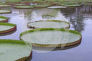 Beautiful green Victoria waterlily leaves in the water