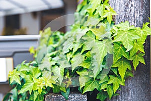 Beautiful green vine leaf creeping plant