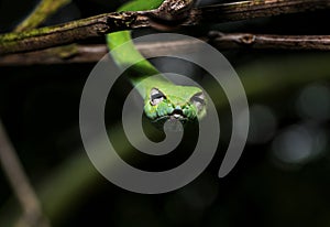 Beautiful green vine snake Ahaetulla nasuta hanging from branch looking at camera