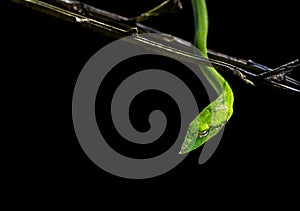 Beautiful green vine snake Ahaetulla nasuta side portrait
