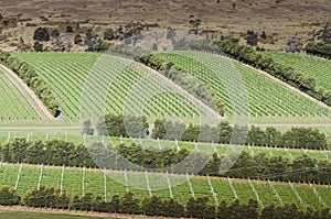 Beautiful green vineyard during summer, winery