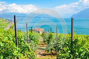 Beautiful green vineyards on slopes by Geneva Lake, Switzerland. Lavaux wine region. Switzerland summer. Swiss landscape.