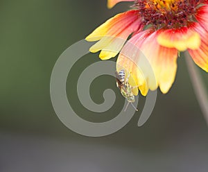 Beautiful green wasp on flower petal