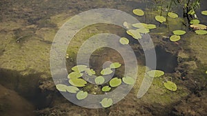 Beautiful green water lilies on the river on a sunny day.