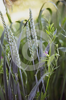 Beautiful  green wheat background