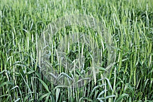 Beautiful green wheat ears growing in field, rural scenery. Green spikelets of wheat on the agricultural field, green unripe cerea