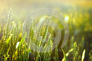 Beautiful green wheat and sunlight