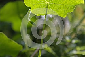 A beautiful green white butterfly caterpillar is hanging from a nasturtium leaf, it is leaving the leaf to go off to pupate