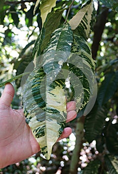 Beautiful green and white leaf of Coffea arabica \'Variegata