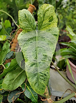 A beautiful green and white speckled leaf of Philodendron Paraiso Verde photo