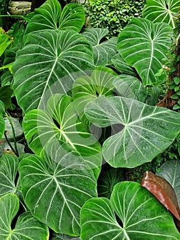 Beautiful green and white veined leaves of Philodendron Gloriosum