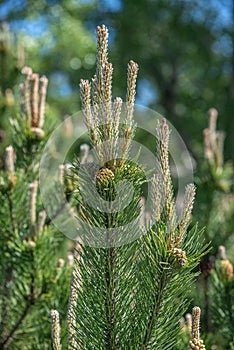 Beautiful green wild Spruce Tree with small young colorful cones, closeup, details