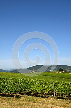 Beautiful green Wineyards in Tuscany, Chianti, Italy
