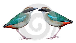 Beautiful green wings pale belly red vent brown head and black mask face, Fairy pitta isolated on white background