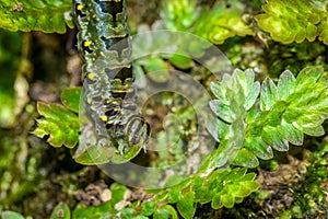 Beautiful green worm closeup from tropics