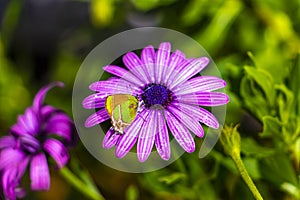 Beautiful green yellow butterfly moth on purple flower in Mexico