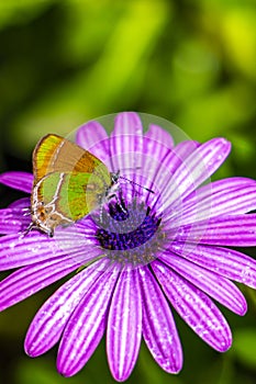 Beautiful green yellow butterfly moth on purple flower in Mexico