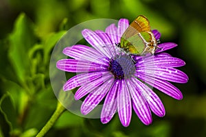 Beautiful green yellow butterfly moth on purple flower in Mexico