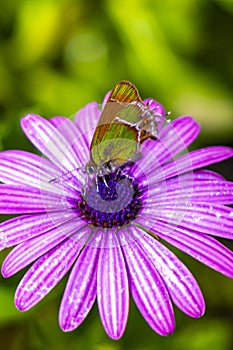 Beautiful green yellow butterfly moth on purple flower in Mexico