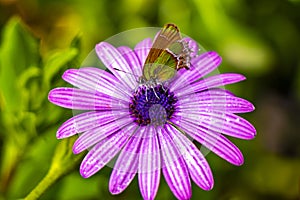 Beautiful green yellow butterfly moth on purple flower in Mexico