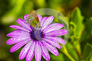 Beautiful green yellow butterfly moth on purple flower in Mexico