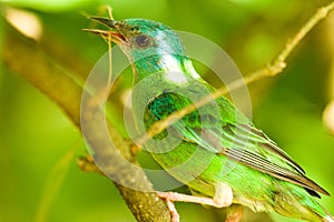 Beautiful Green bird