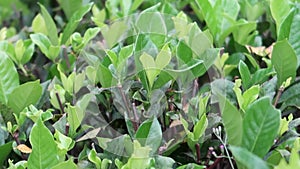 beautiful greeneries in the garden during sunny day in public park