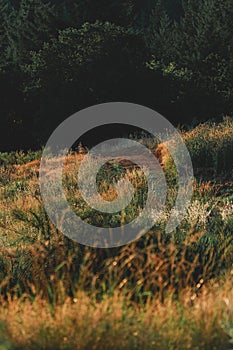 Beautiful greenery and a brown muddy pathway in a field