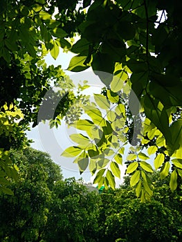 Beautiful greenery view of trees and leaf