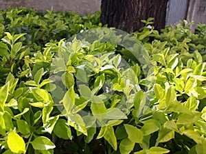 Beautiful greens leafs in the garden photo