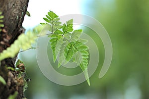 Beautiful greeny leaves on a tree