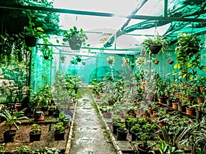 Beautiful Greeny Nursery with money plants, pots, plant wall shelfs, Indoor plants, Sun Shade net cloths, oxygen plants