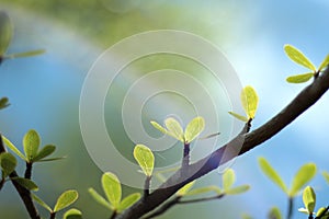 Beautiful greeny small leaves on a twig