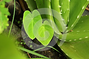 Beautiful greeny small taro leaves photo