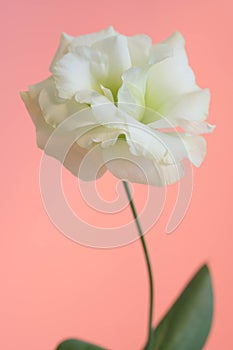 Beautiful greeny white eustoma flower on pink background