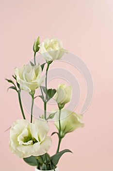Beautiful greeny white eustoma flowers bouquet on pink background photo