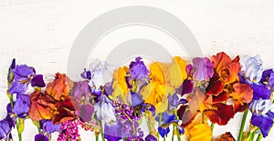 Beautiful greeting card with blooming multicolored iris flowers. White wooden background. Space for text