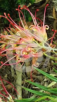 Beautiful Grevilea flower