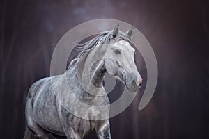 Beautiful grey arabian horse running free.