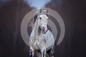 Beautiful grey arabian horse running free.