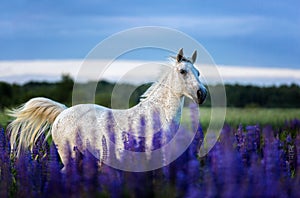 Arabian horse running free on a flower meadow.