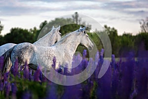 Arabian horses running free on a flower meadow.