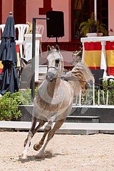 Beautiful grey arabian stallion trotting at a show