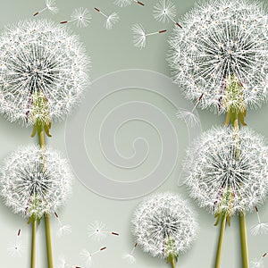 Beautiful grey background with dandelions blowing