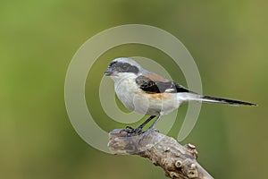 Beautiful grey bird with brown and black wings perching on wooden branch over green background, Bay-backed shrike