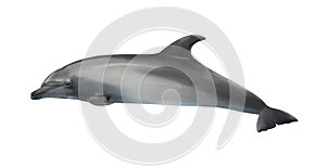 Beautiful grey bottlenose dolphin on white background